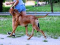 /album/kepgaleria-gamba/a19-jpg/