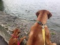 /album/kepgaleria-gamba/chiemsee-jpg/